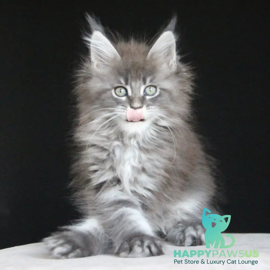Molnia Maine Coon female blue tabby - live animals
