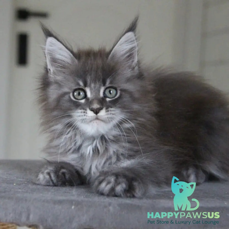 Molnia Maine Coon female blue tabby - live animals