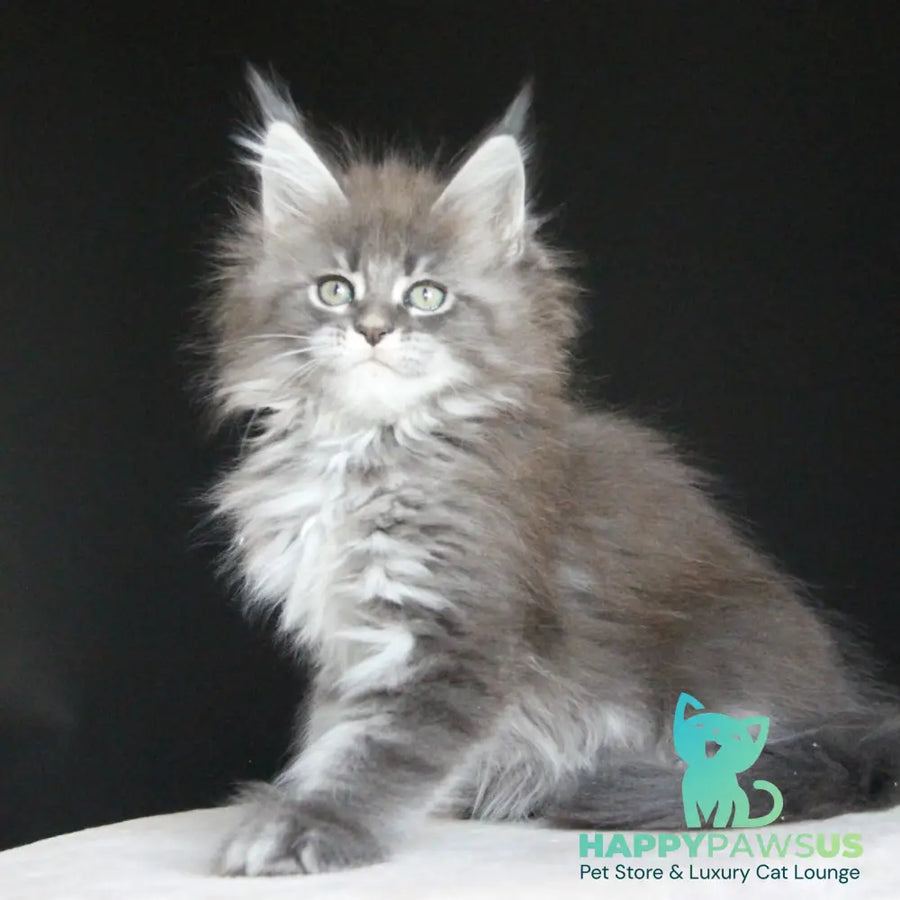 Molnia Maine Coon female blue tabby - live animals