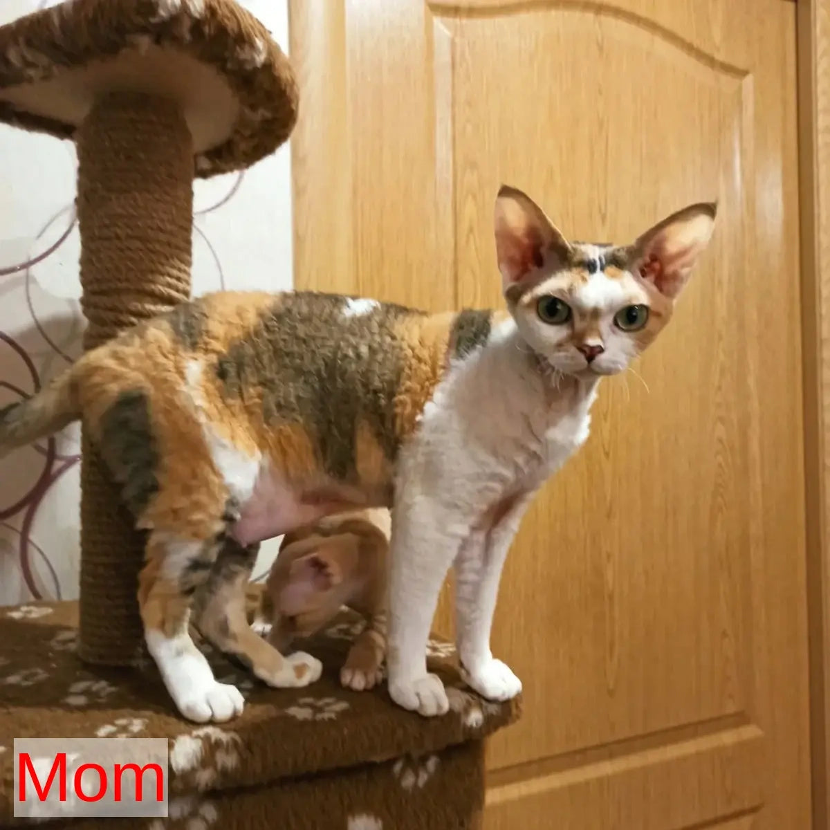 Edgar Devon Rex male, red bicolour tabby