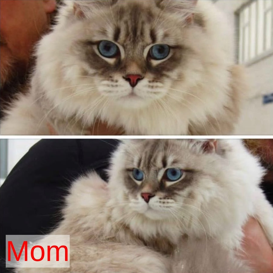 Melissa Siberian female, blue tabby pointed