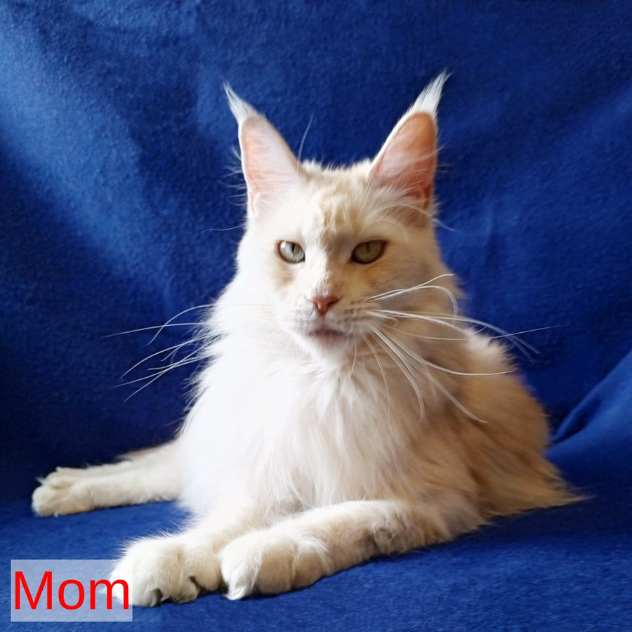 Xamer Maine Coon male, red silver tabby