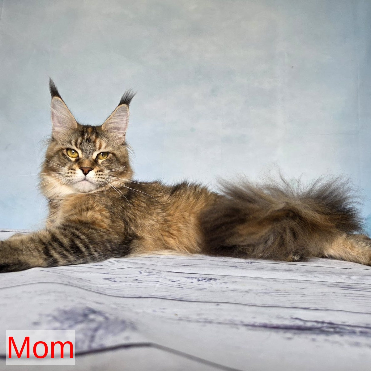 Volk Maine Coon male, black