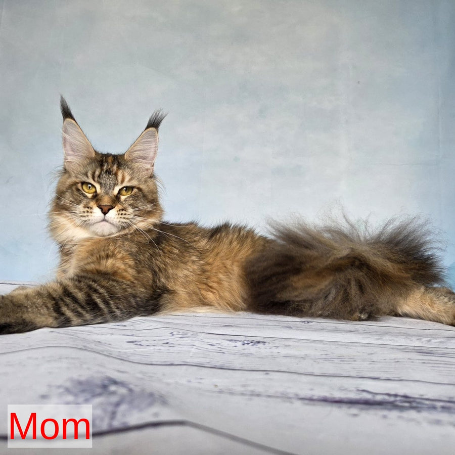 Volk Maine Coon male, black