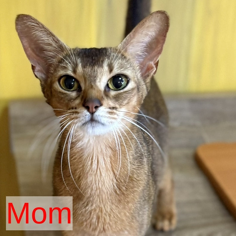 Leon Abyssinian male, ruddy