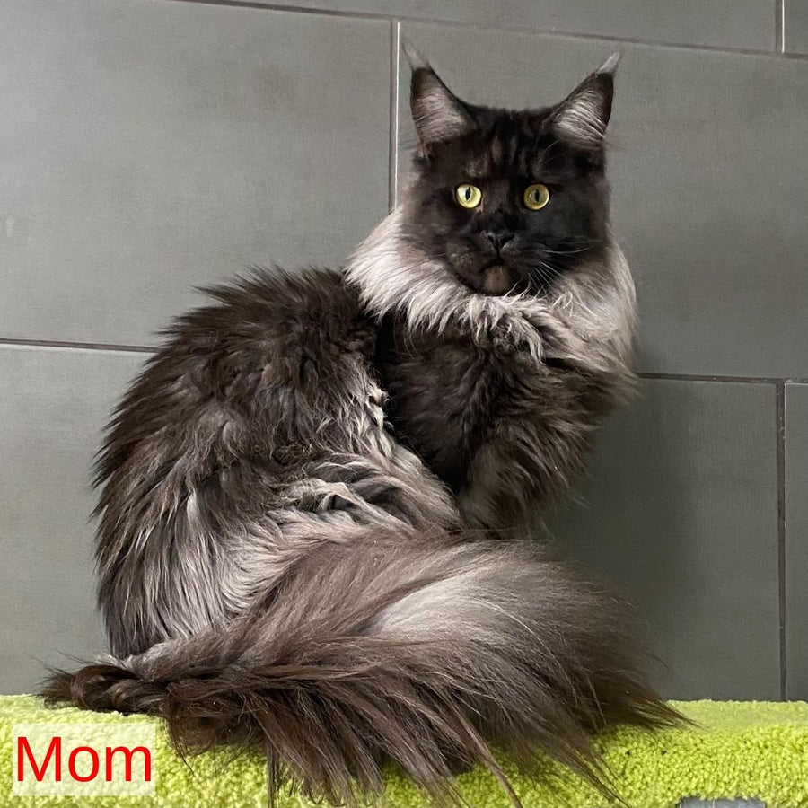 Engels Maine Coon male, black silver tabby