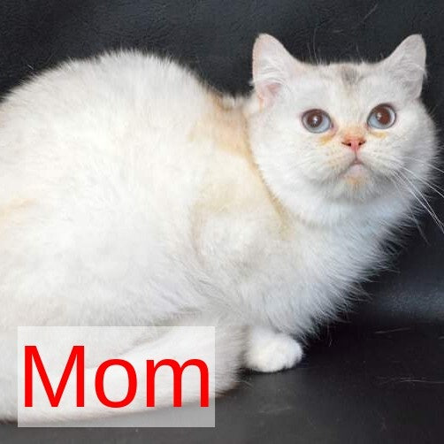 Marta Scottish Straight female, black golden shaded pointed