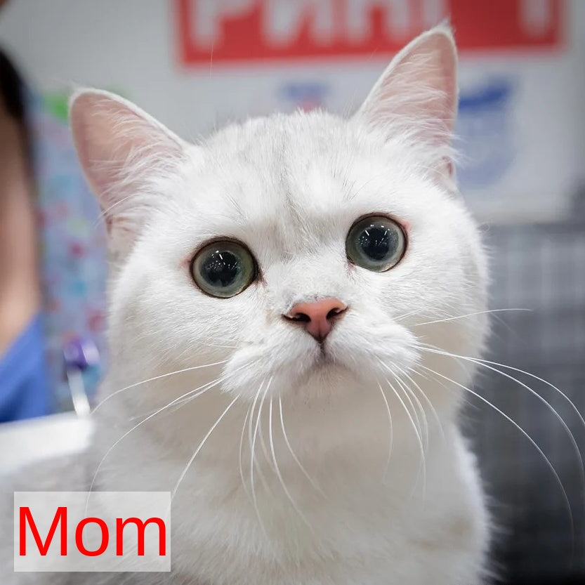 Lusya Scottish Fold female, black spotted tabby