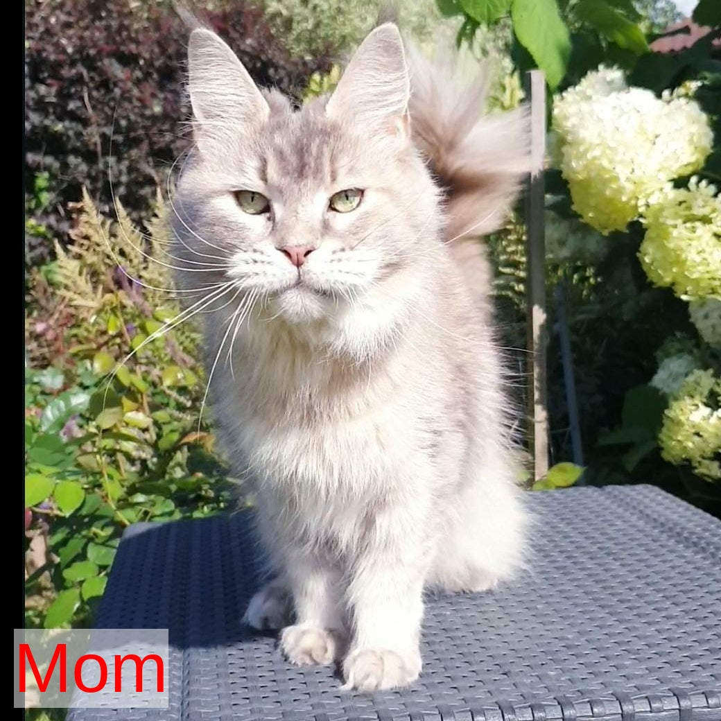 Jeffrey Maine Coon male, blue ticked tabby