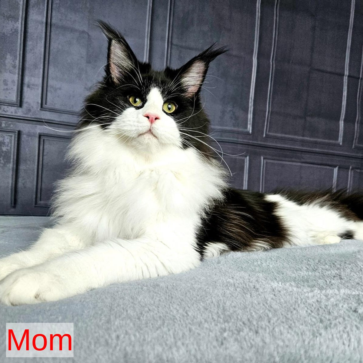 Serega Maine Coon male, black ticked tabby