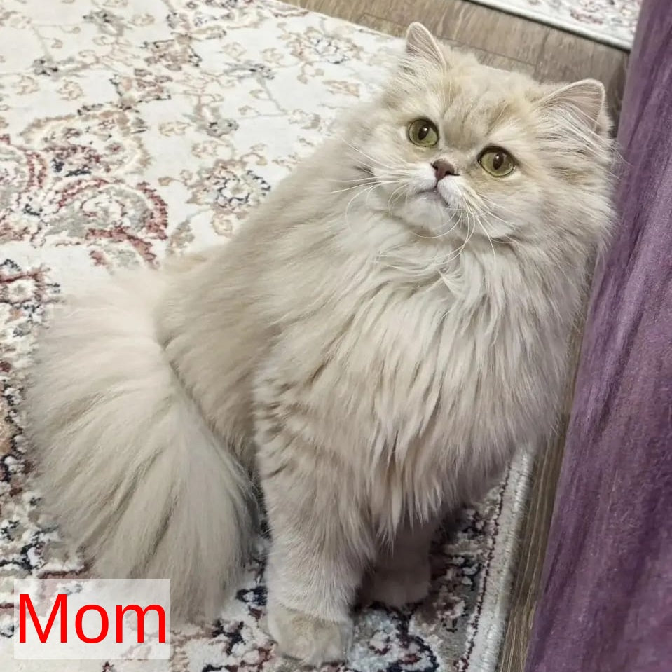 Bella British Shorthair female, blue golden chinchilla pointed
