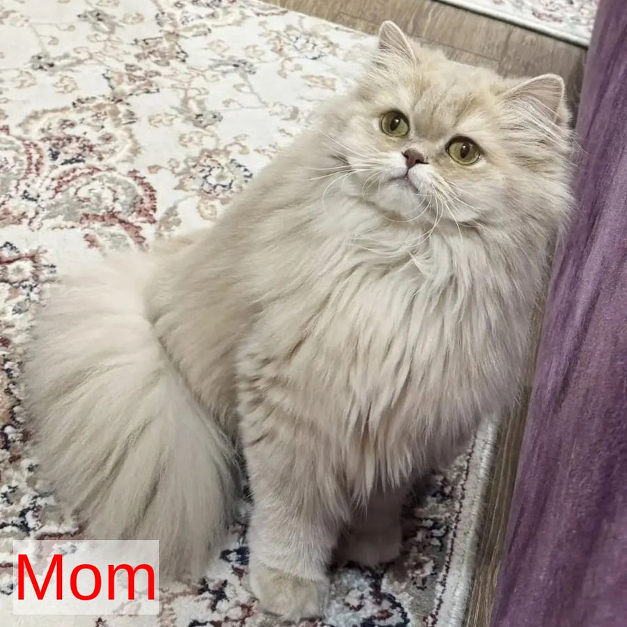 Bella British Shorthair female, blue golden chinchilla pointed
