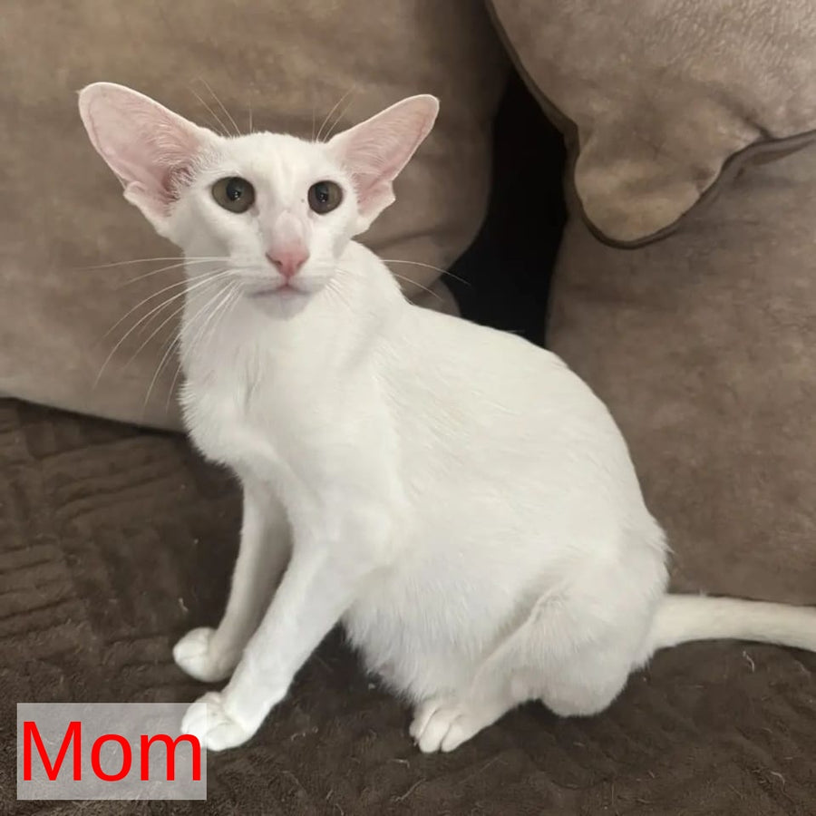 Diva Oriental Shorthair female, white