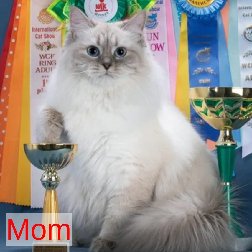 Oscar Siberian male, blue with white tabby pointed