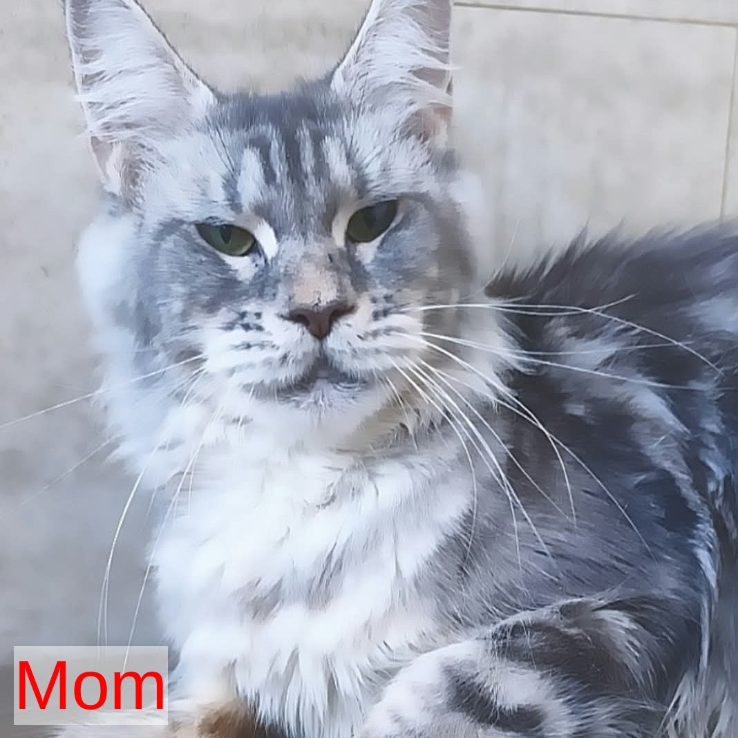 Ralf Maine Coon male, black blue tabby