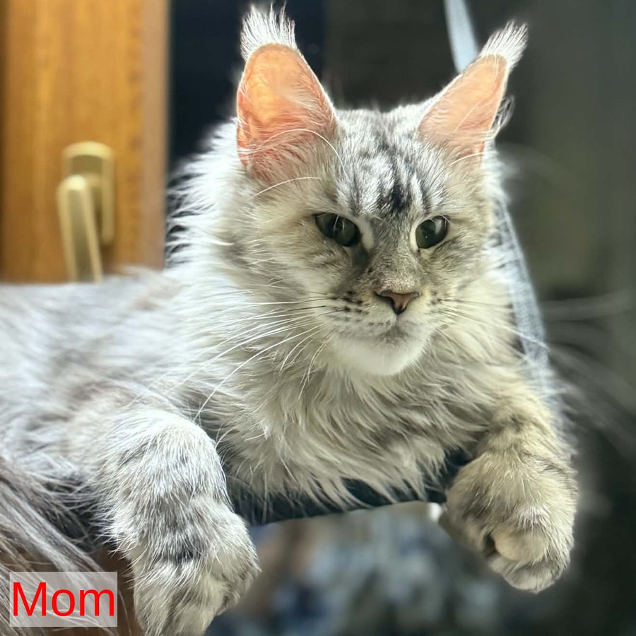 Xandra Maine Coon female, black