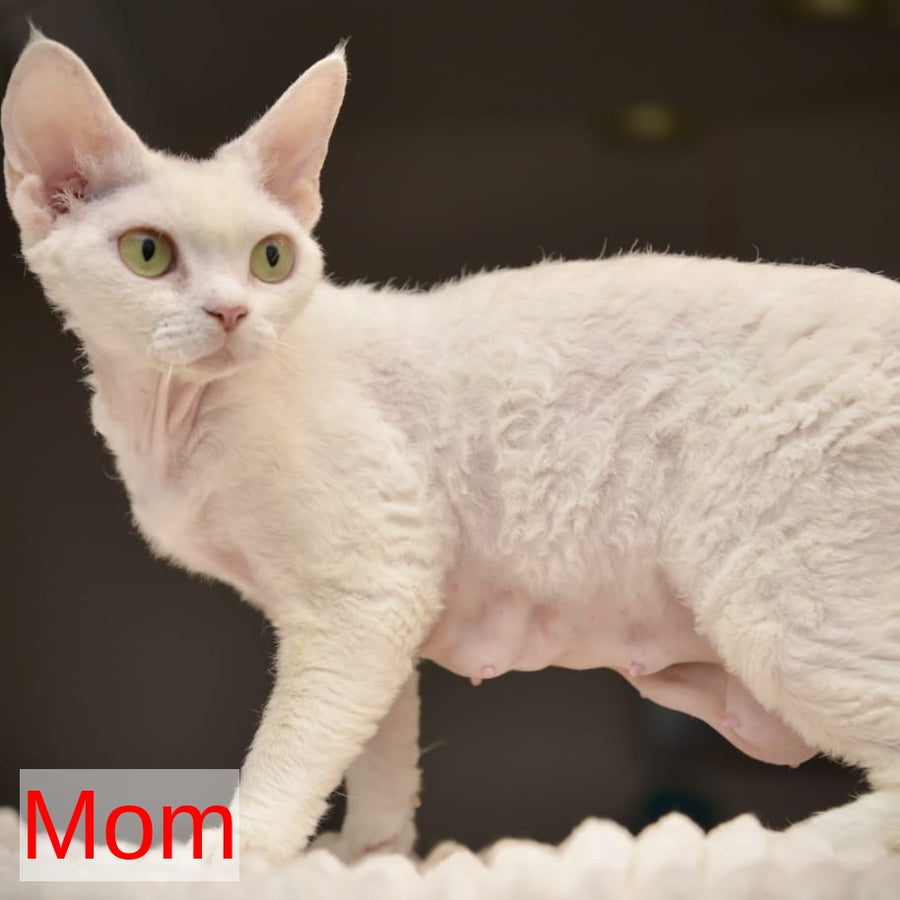 Sugar Devon Rex female, black tortie tabby pointed