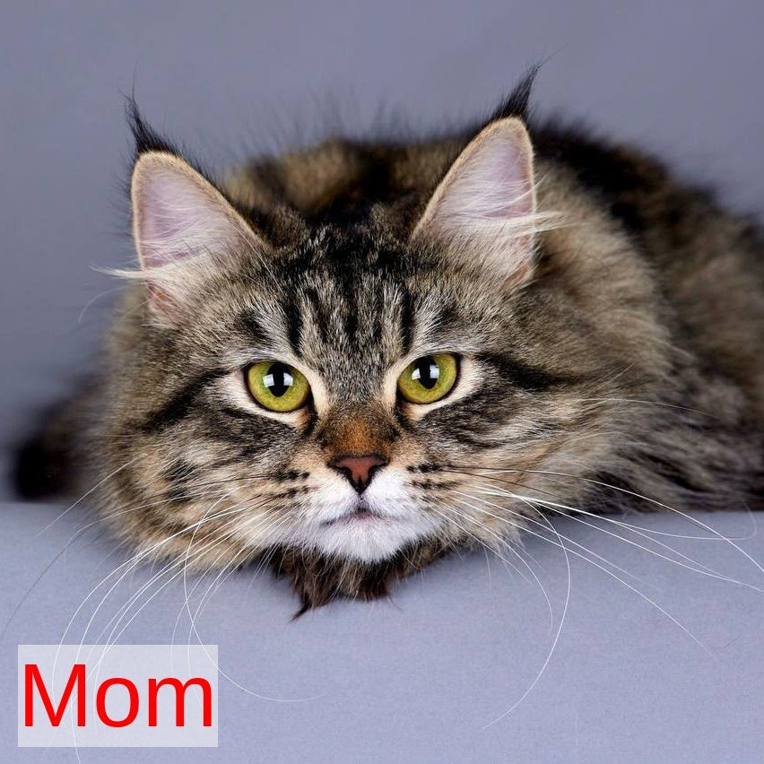 Ostin Siberian male, black tabby pointed