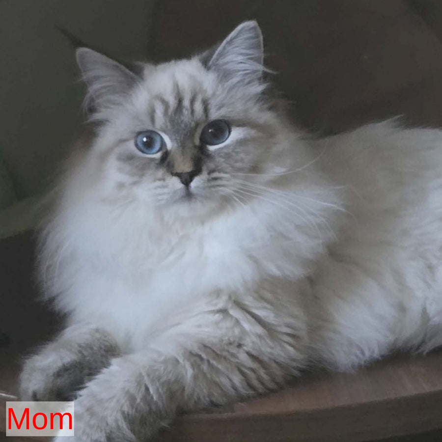 Vintage Siberian male, blue tabby pointed bicolour