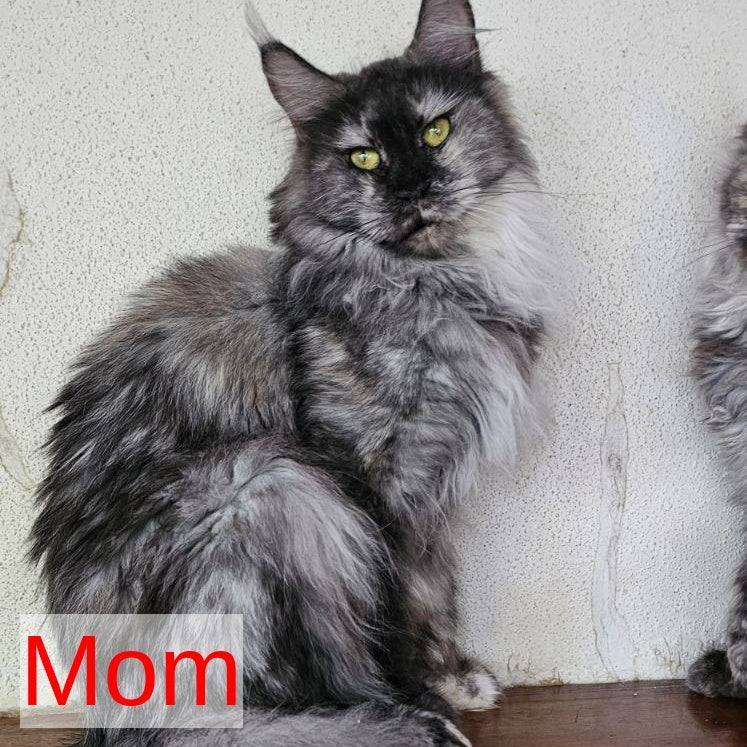 Mango Maine Coon male, red