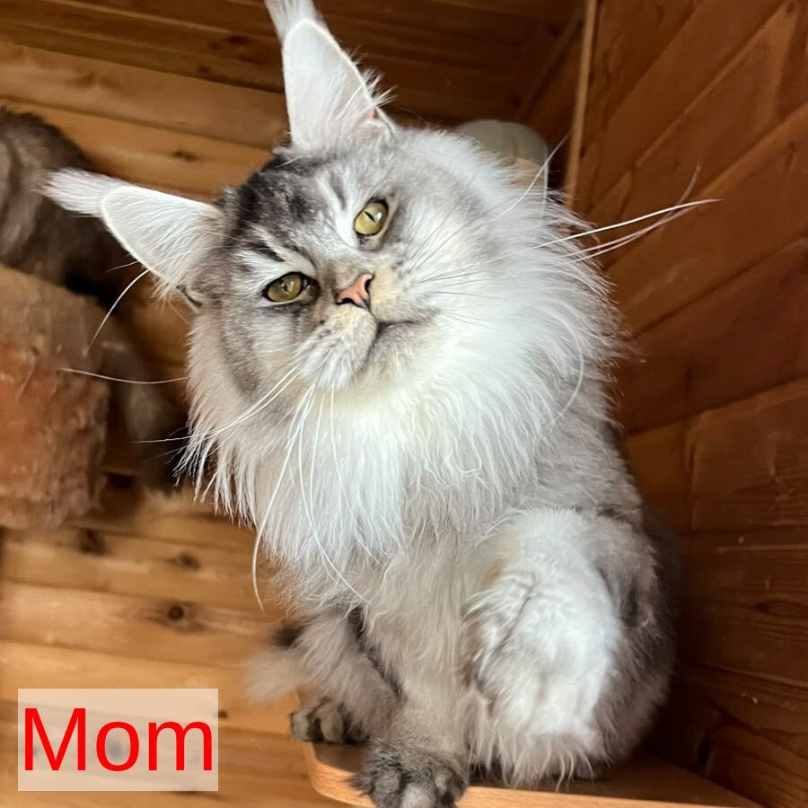Tibet Maine Coon male, black silver