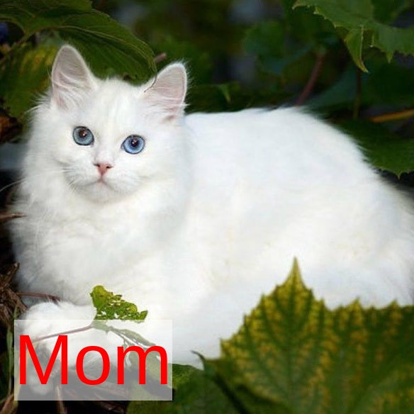 Pamela Siberian female, white