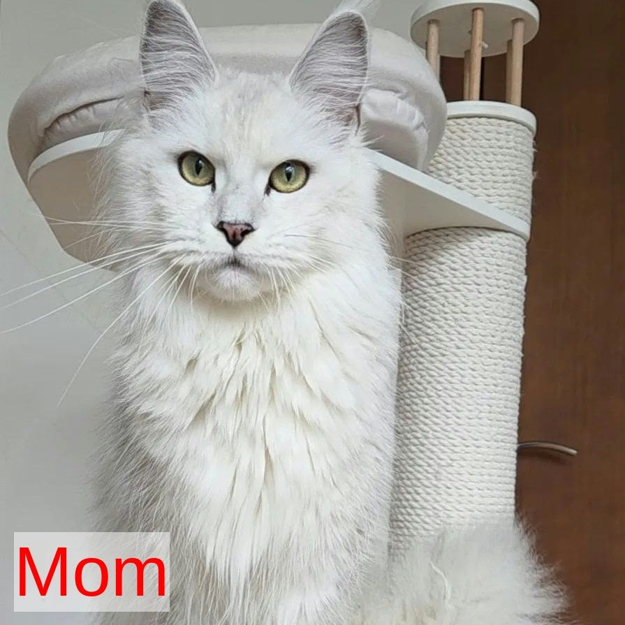 Jasper Maine Coon male, blue silver ticked tabby