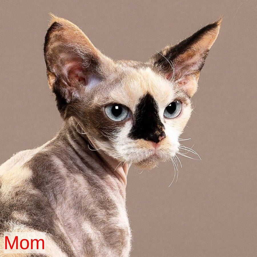 Galatea Devon Rex female, white