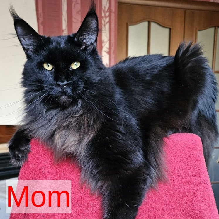 Marsel Maine Coon male, blue
