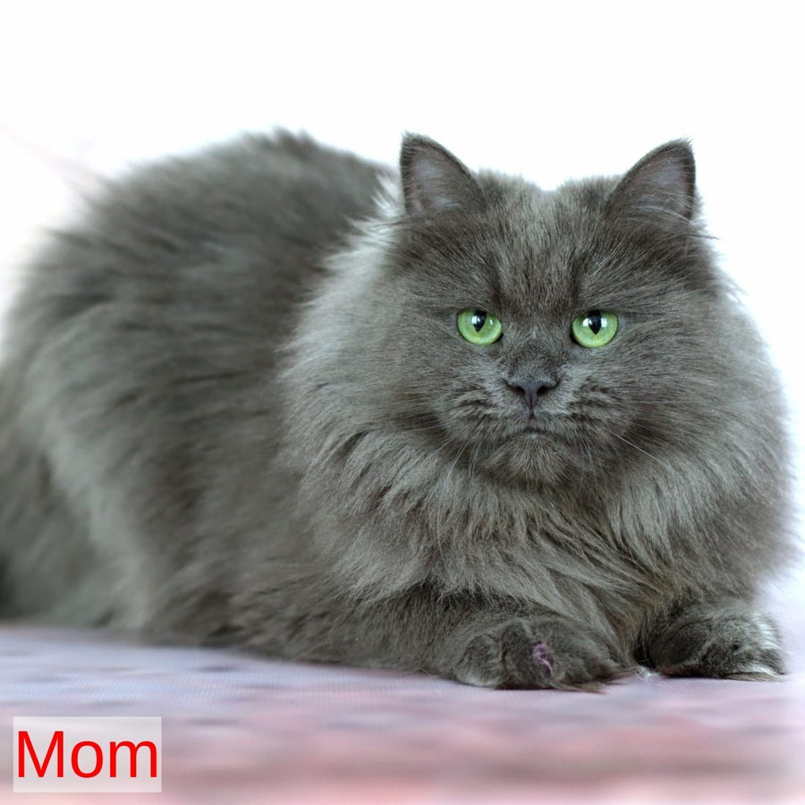 Havana Siberian female, blue with white tabby pointed
