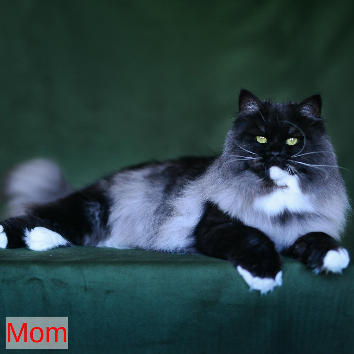 Taisiya Siberian female, black spotted tabby with white