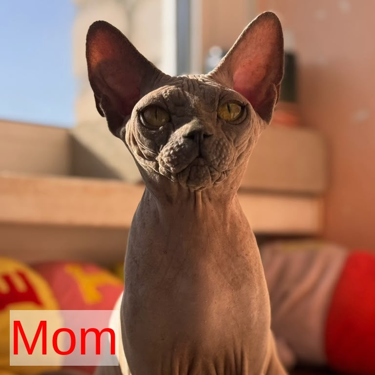 Gizmo Canadian Sphynx male, blue