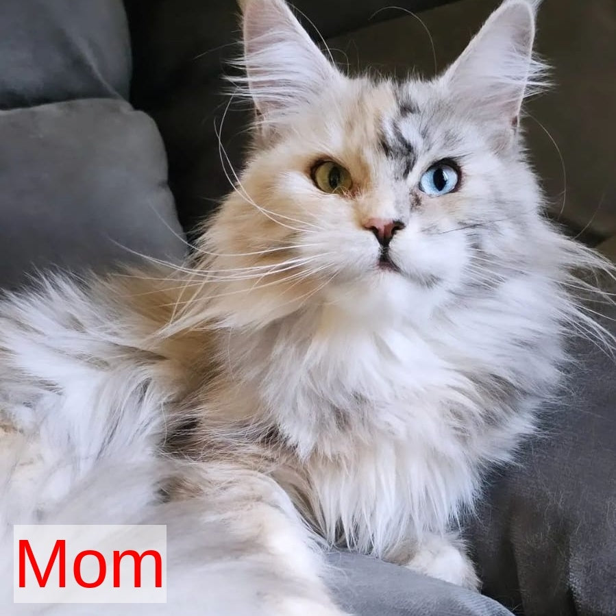 Venya Maine Coon male, red