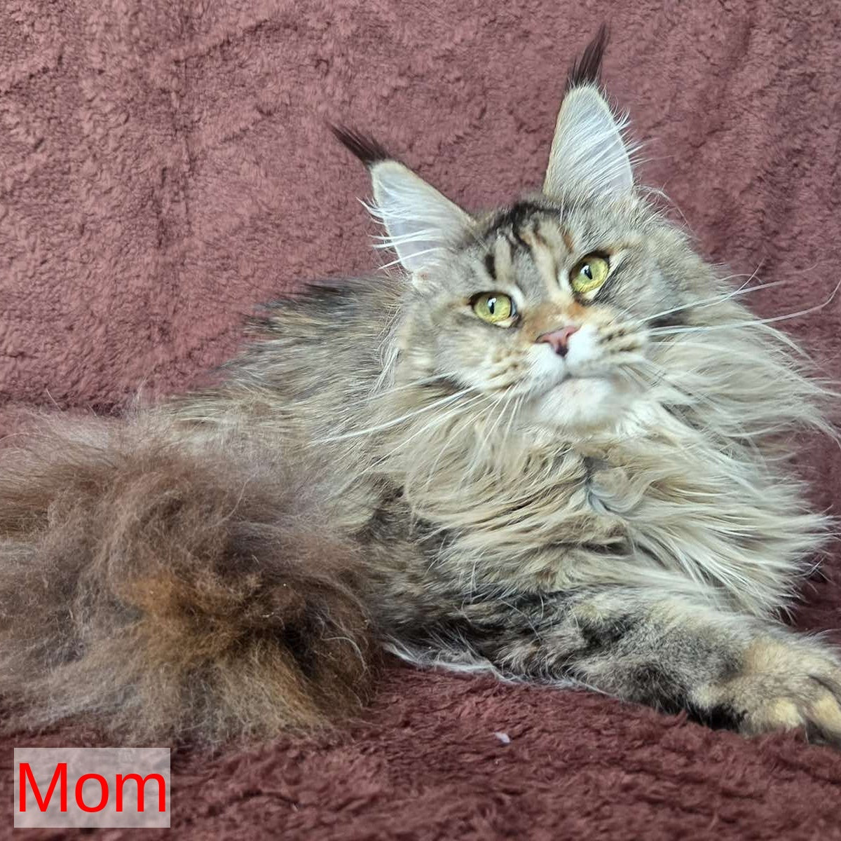 Twix Maine Coon male, red ticked tabby