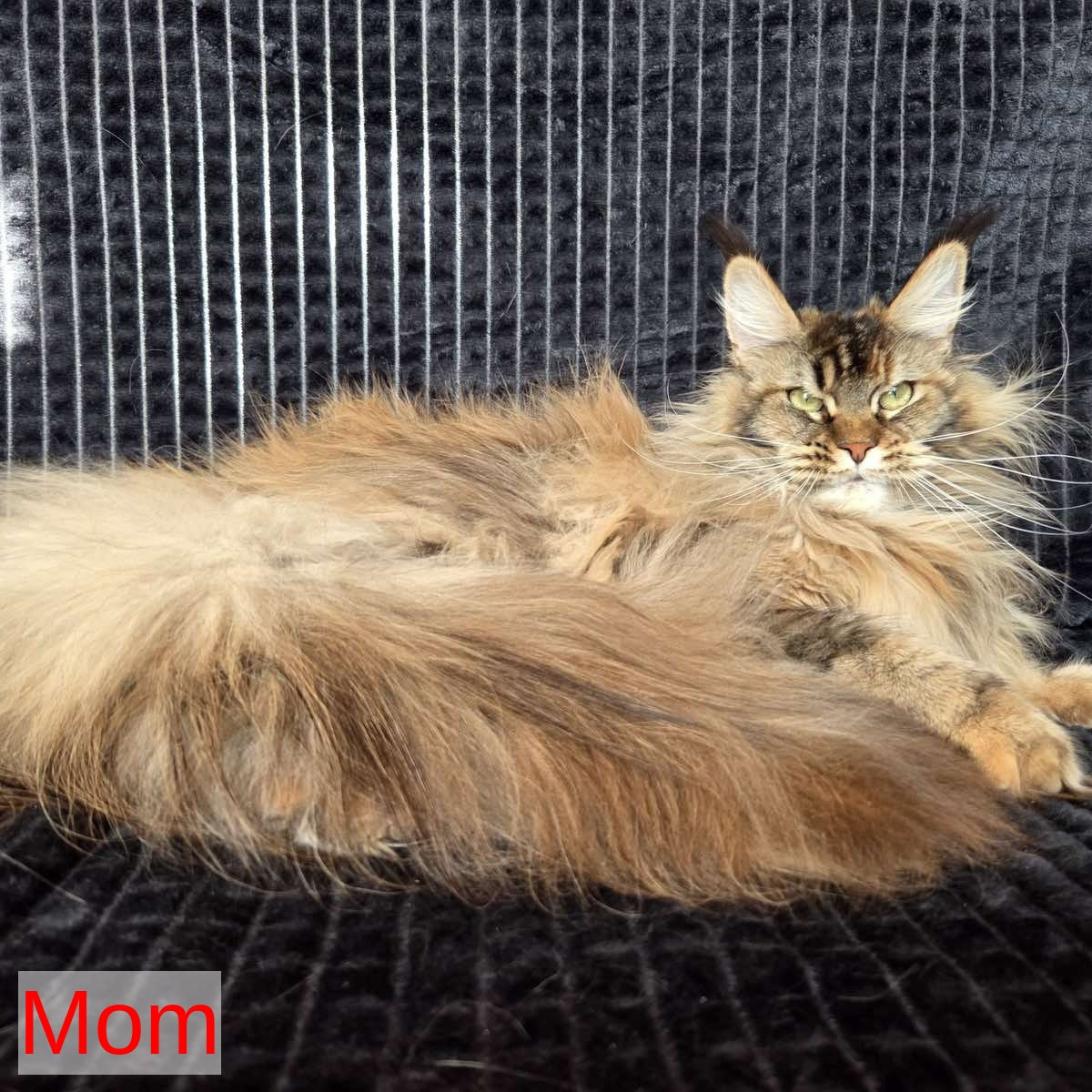 Wonder Maine Coon male, red ticked tabby