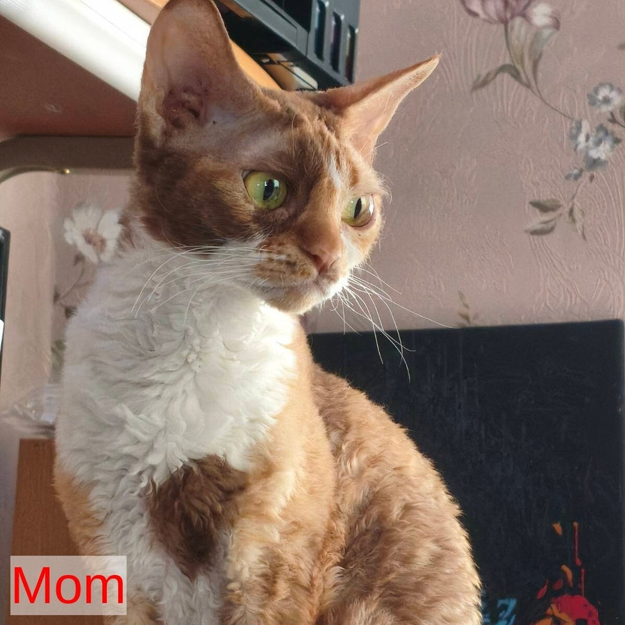 Karamel Devon Rex female, blue tortie pointed