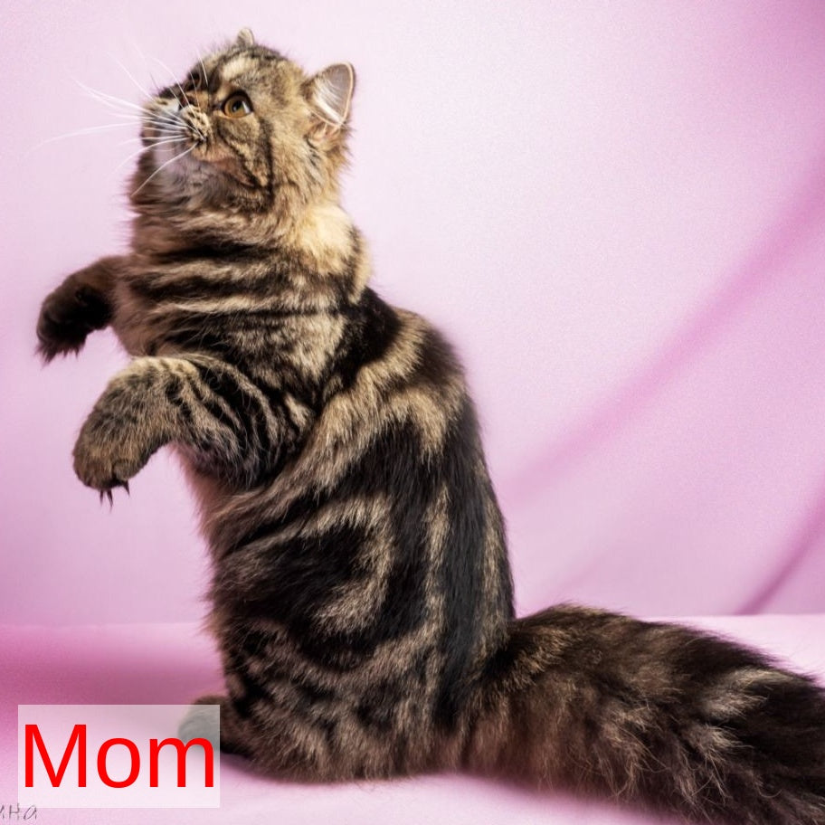 Kubishka Scottish Fold female, black tortie spotted tabby bicolour