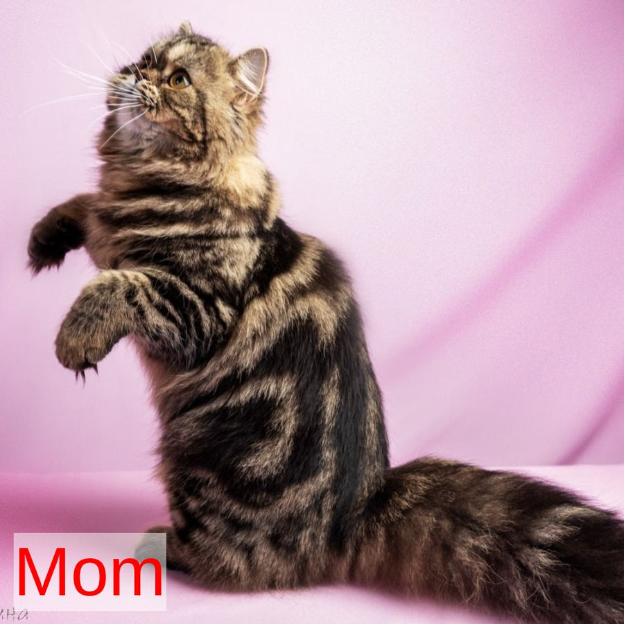 Kubishka Scottish Fold female, black tortie spotted tabby bicolour