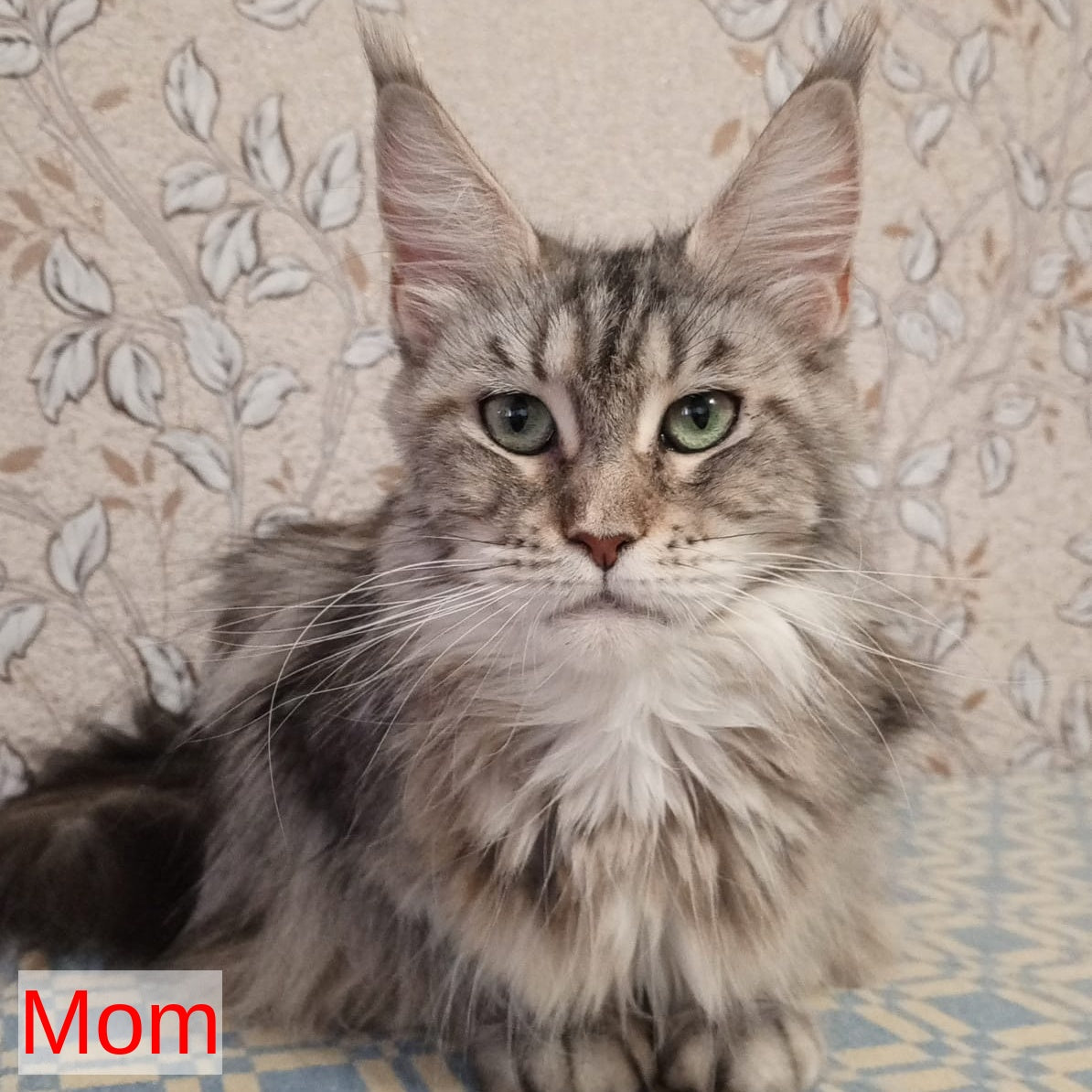 Zefir Maine Coon male, red silver tabby