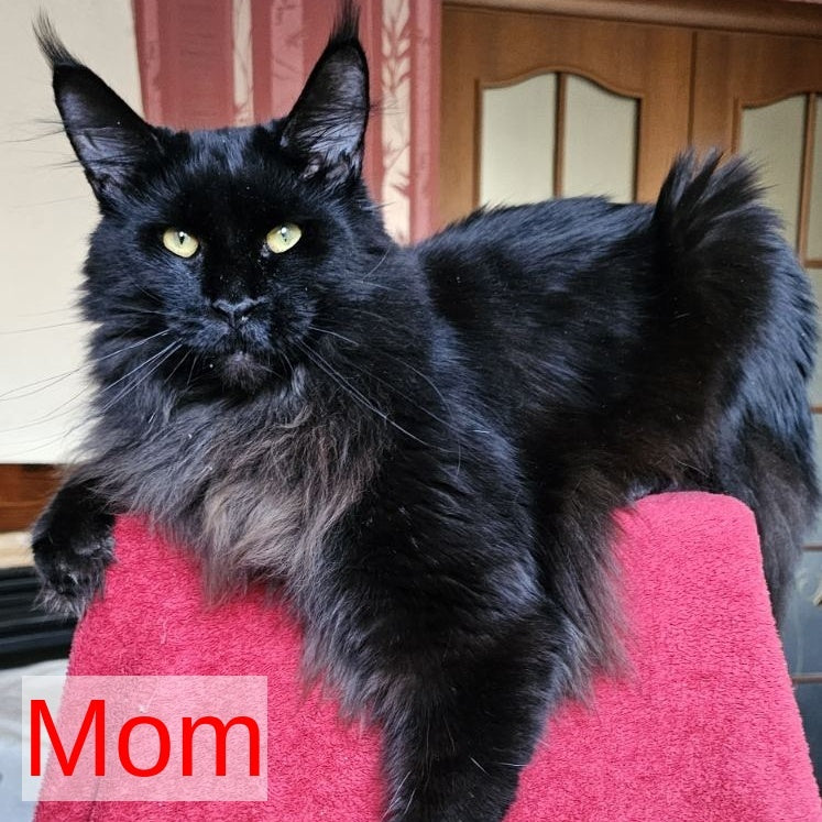 Freya Maine Coon female, blue