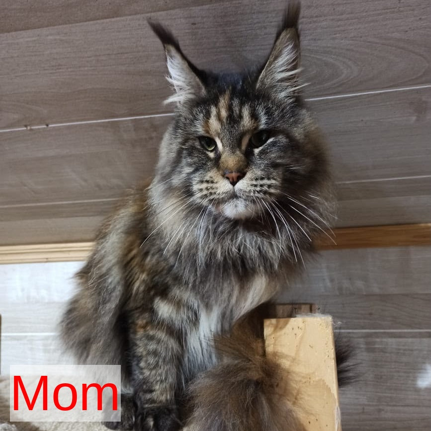 Vivian Maine Coon female, blue tortie with white