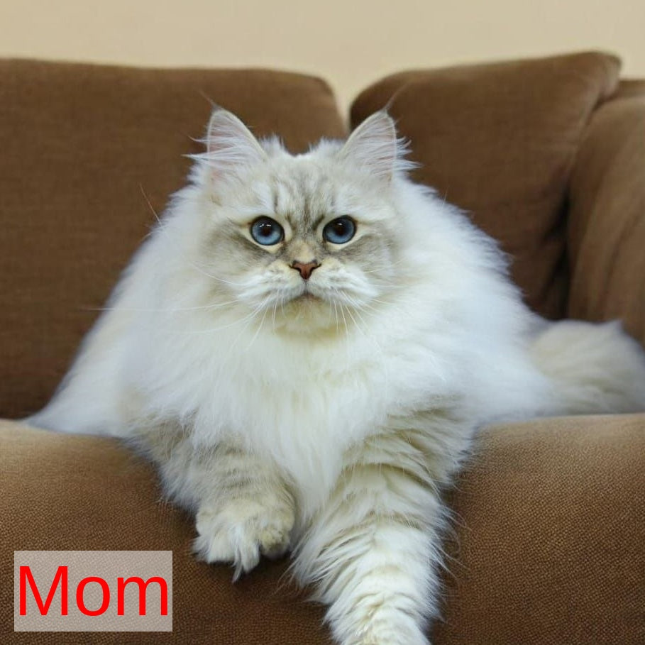 Lika Siberian female, black tabby pointed with white