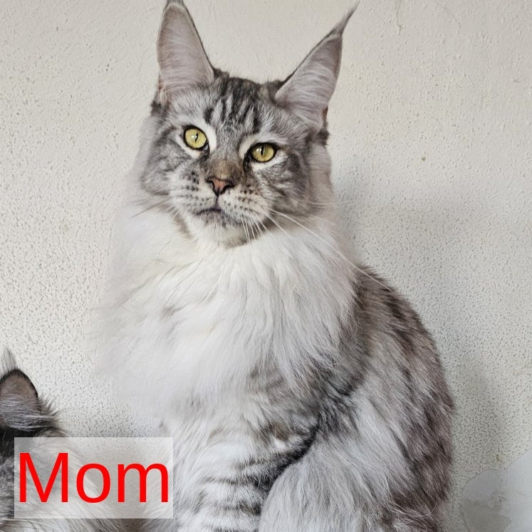 Silver Maine Coon male, black silver
