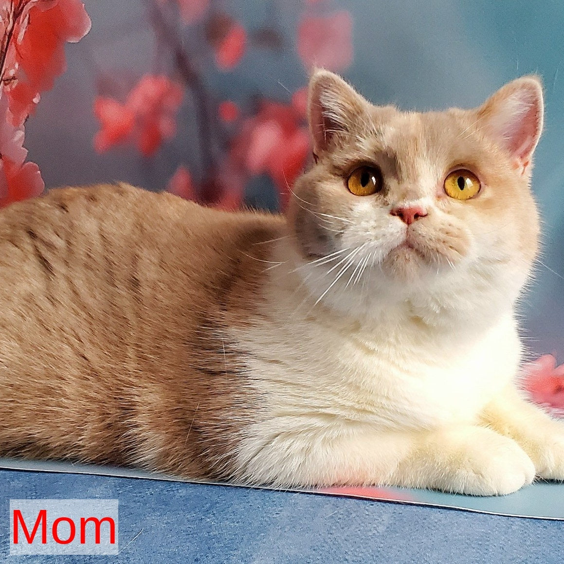 Ivar British Shorthair male, fawn bicolour