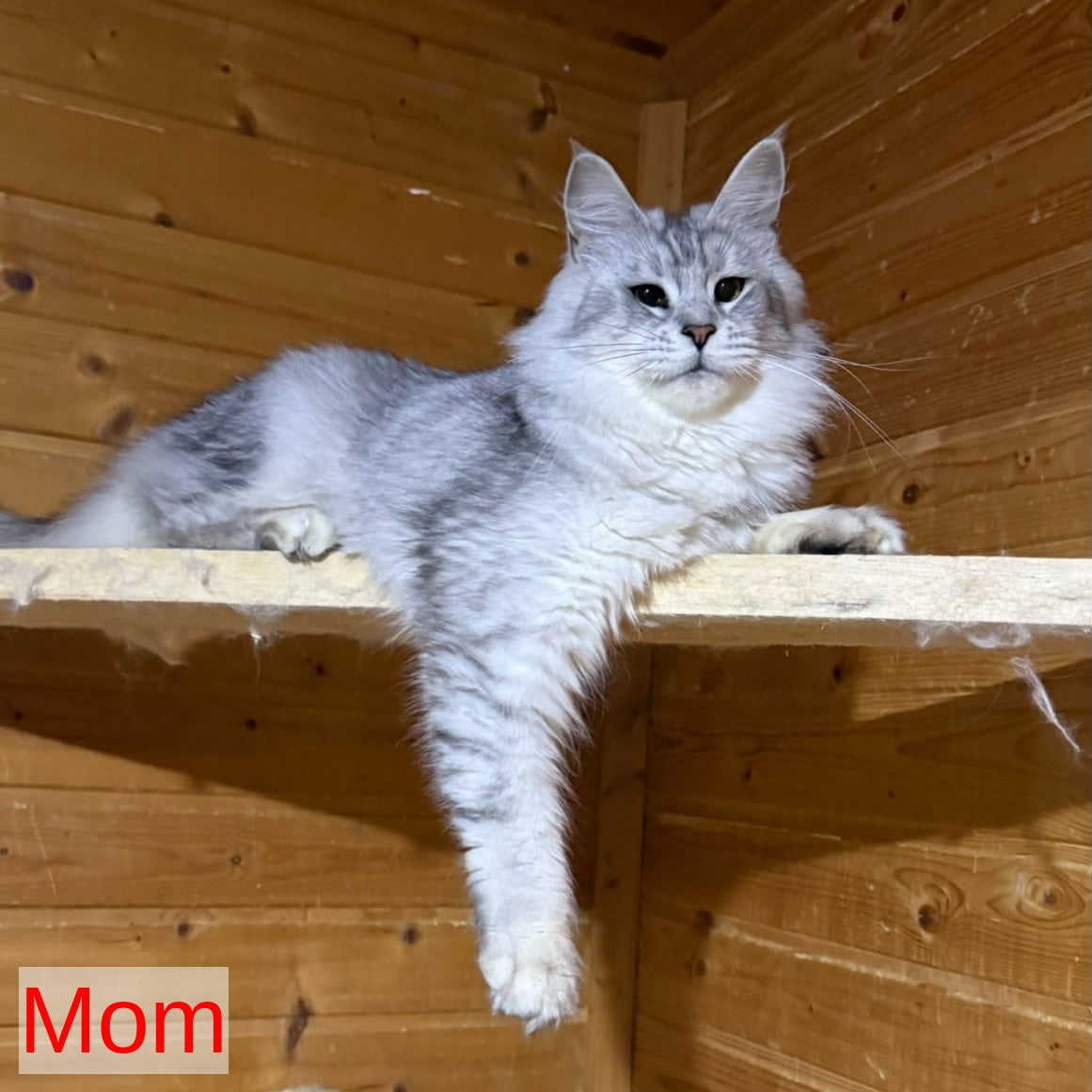 Pirat Maine Coon male, black silver