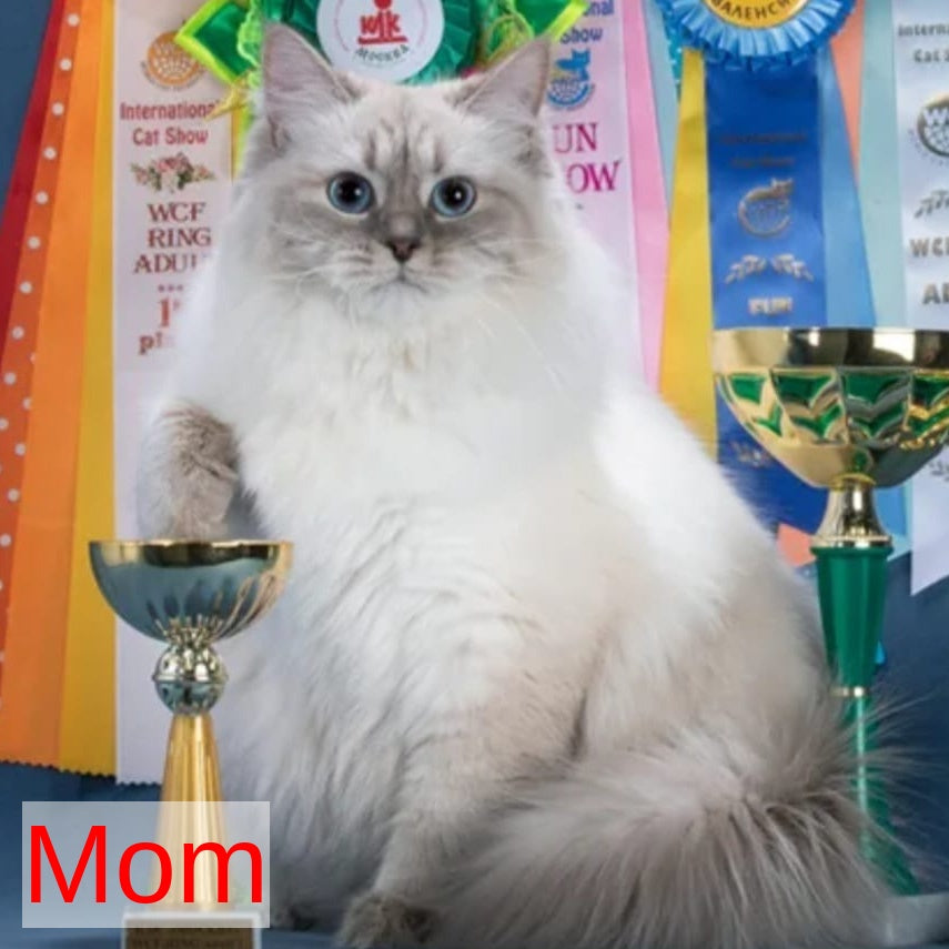 Oligarch Siberian male, blue bicolour tabby pointed