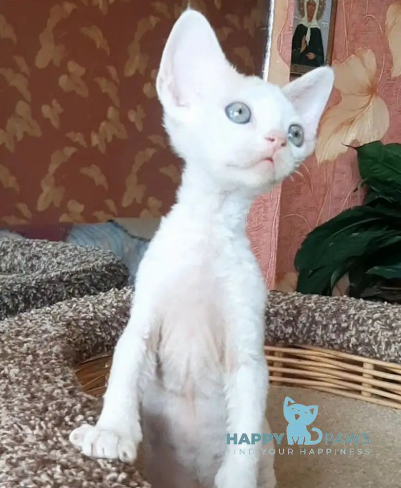 Momo Devon Rex male red harlequin live animals