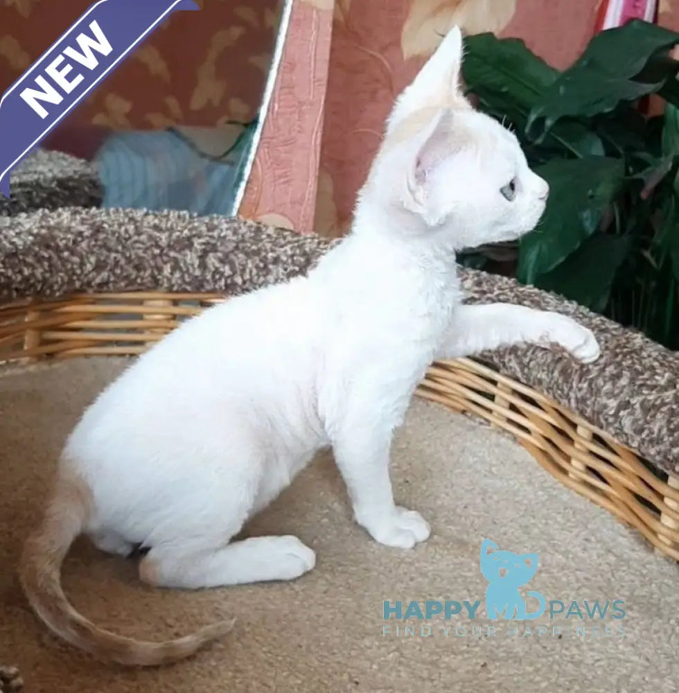 Momo Devon Rex male red harlequin live animals