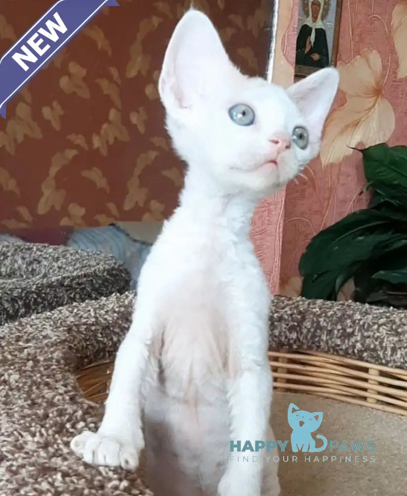 Momo Devon Rex male red harlequin live animals