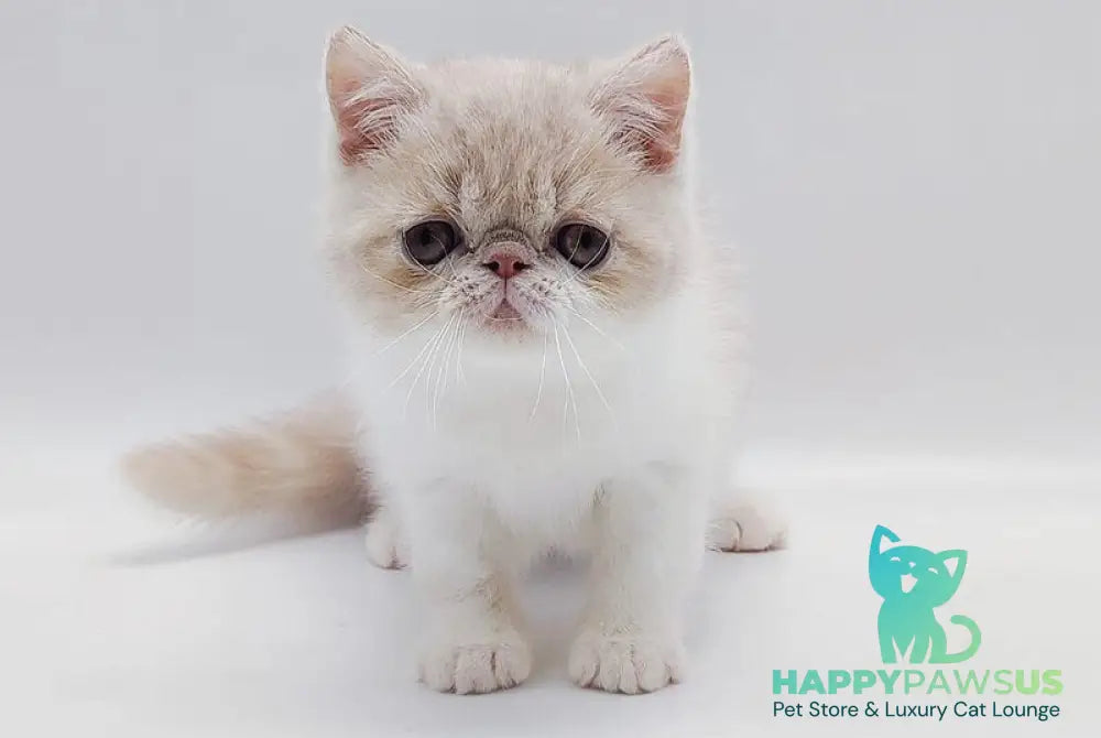 Momo Exotic male cream bicolour - live animals